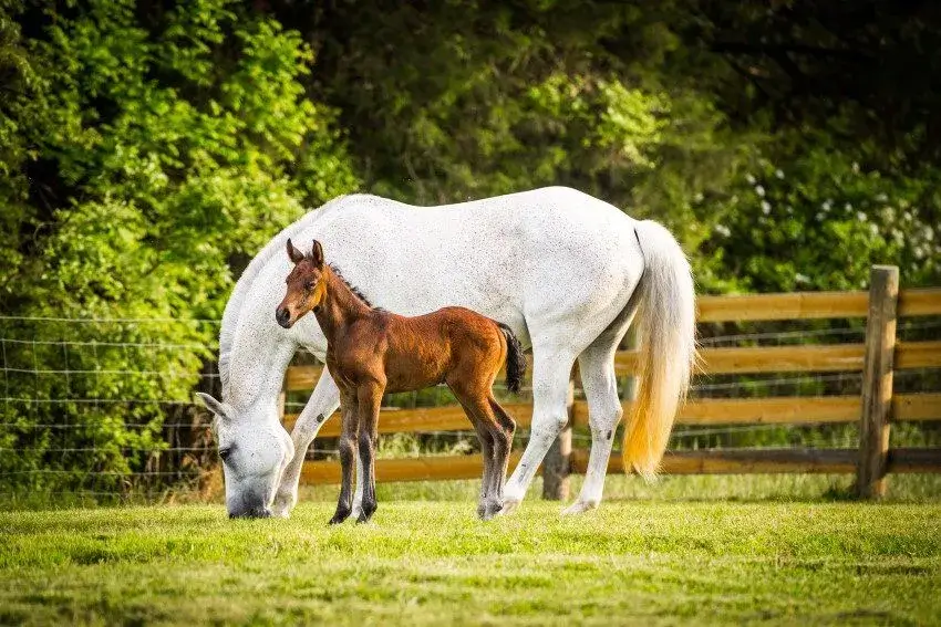 Cavalor Probreed Mix