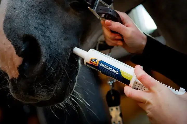 Cavalor Supplementen Gastro Aid Paste
